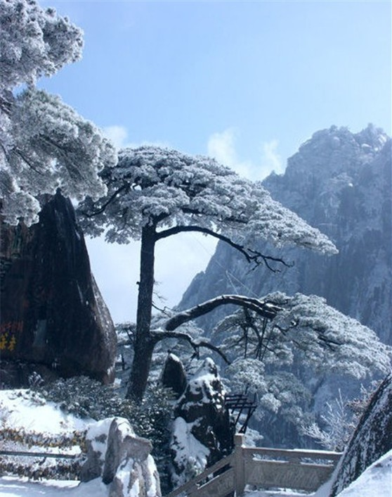 Pine in Winter Snow